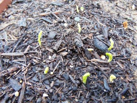 Peas sprouting Mar 17 comp