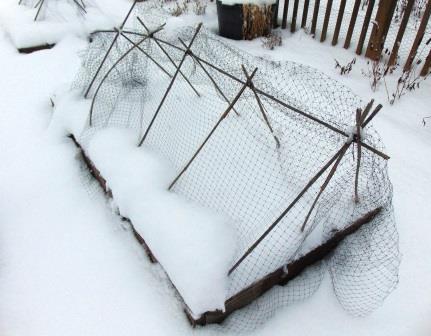 Berry netting in winter compressed