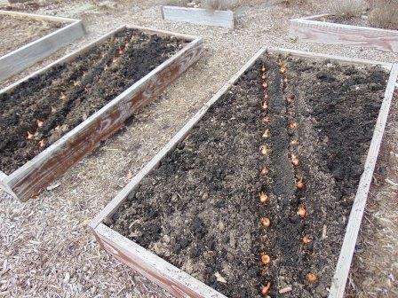Shallots just planted compressed