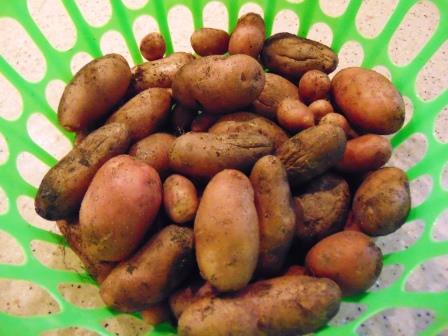 Potatoes FF