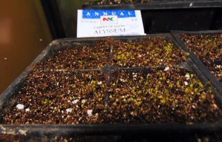 allyssum seedlings